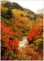 紅葉1