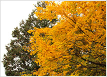 紅葉2