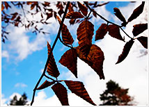 紅葉3