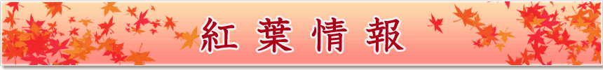 紅葉情報