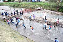 田海川サケ祭り