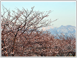 美山公園の桜