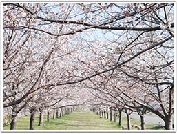 姫川桜つづみ